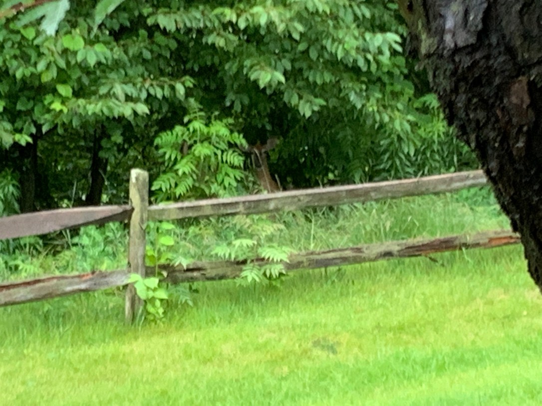 Deer outside on 062019